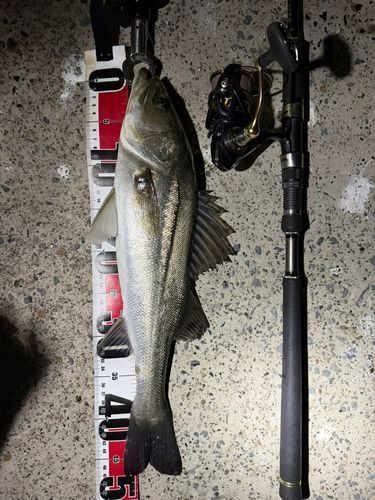 フッコ（マルスズキ）の釣果