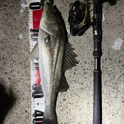 フッコ（マルスズキ）