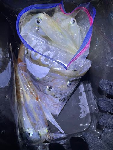 ヤリイカの釣果