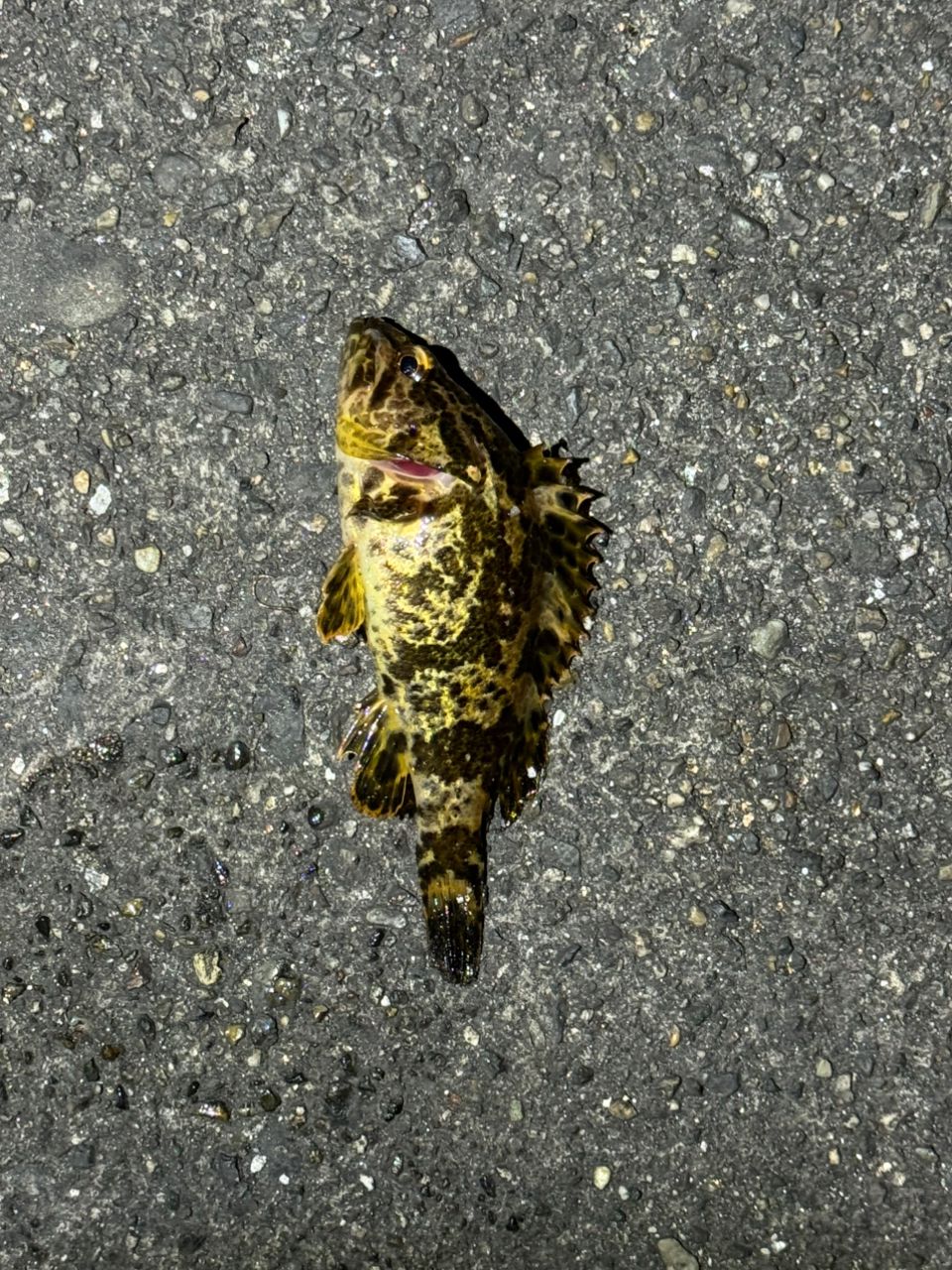 タケノコメバル