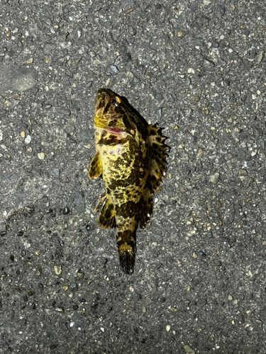 タケノコメバルの釣果