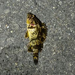 タケノコメバル