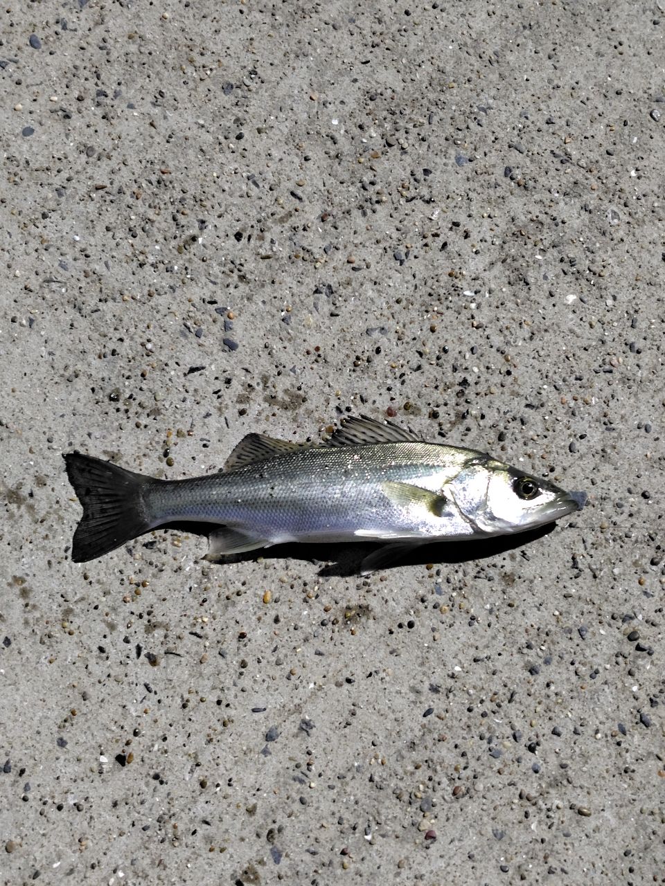 フッコ（マルスズキ）