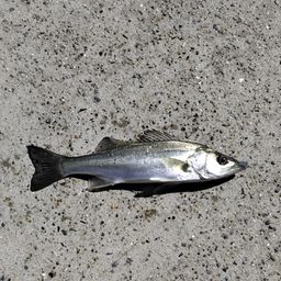 フッコ（マルスズキ）