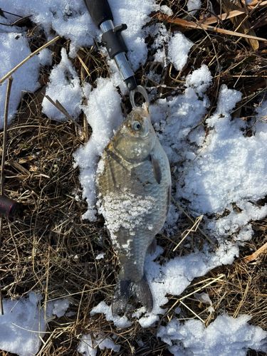 ヘラブナの釣果