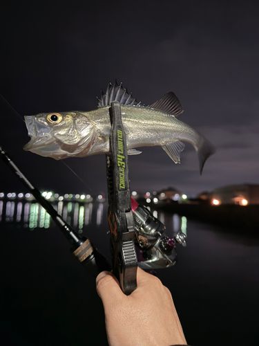 セイゴ（マルスズキ）の釣果