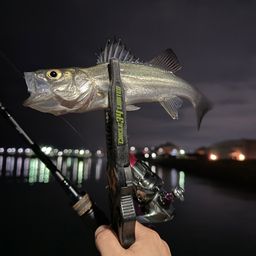 セイゴ（マルスズキ）