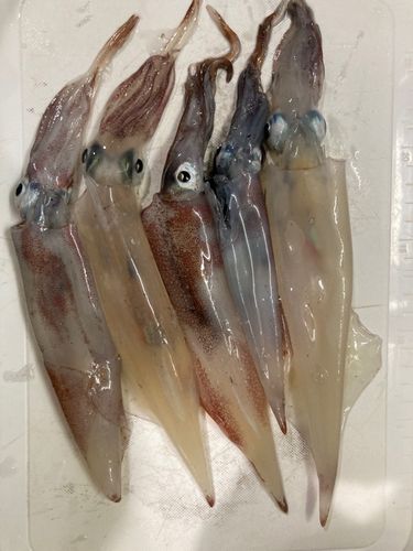 ヤリイカの釣果