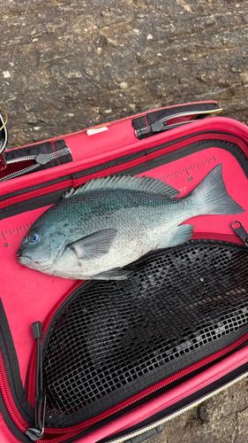 クチブトグレの釣果