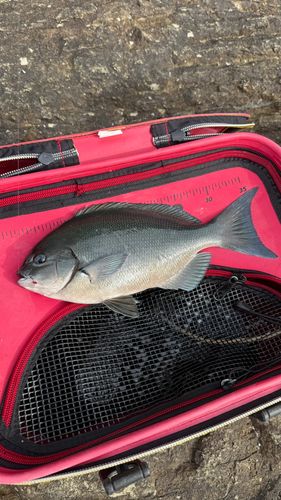 オナガグレの釣果