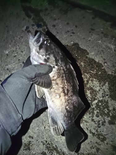 クロソイの釣果