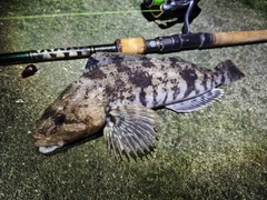 アイナメの釣果