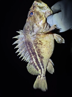 シマゾイの釣果