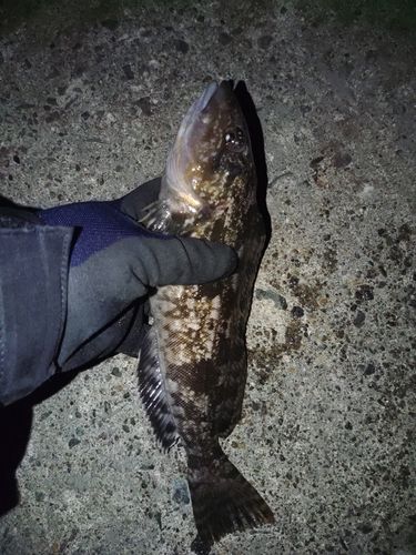 アイナメの釣果