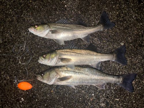 周防大島（屋代島）