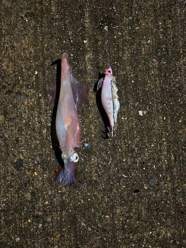 ヤリイカの釣果