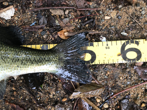 ブラックバスの釣果