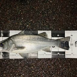 フッコ（ヒラスズキ）