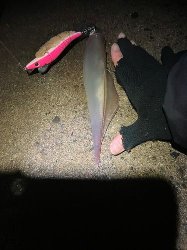 ヤリイカの釣果