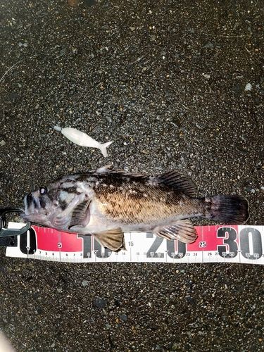 三陸海岸（青森）