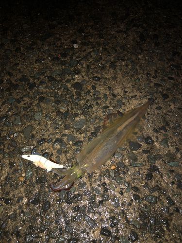 浜田マリン大橋