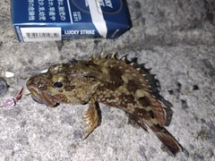 オニカサゴの釣果