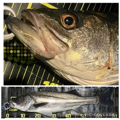 シーバスの釣果