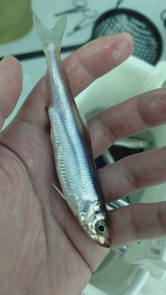 ワカサギの釣果