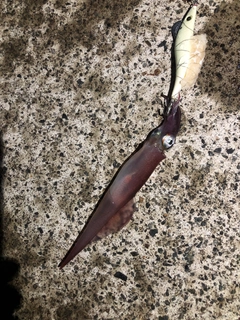 ヤリイカの釣果