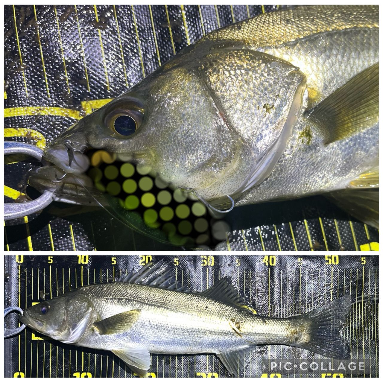 APIA フージン' Z GENEROUS 94Mの最安値・インプレ・釣果 | 本音の