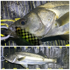 シーバスの釣果