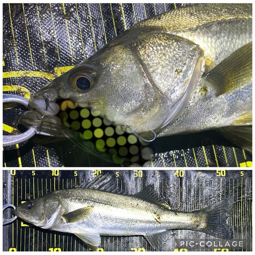 シーバスの釣果