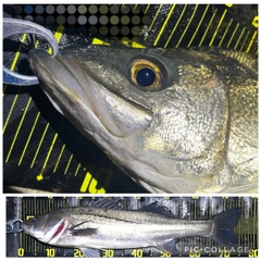 シーバスの釣果