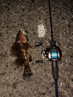 タケノコメバルの釣果