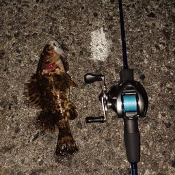 タケノコメバル