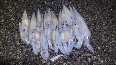 ヤリイカの釣果