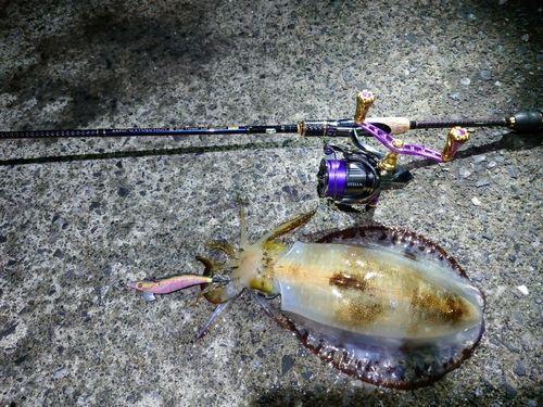 アオリイカの釣果