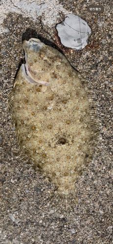 トゲダルマガレイの釣果