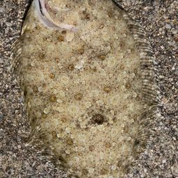 トゲダルマガレイ