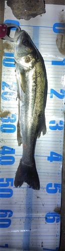 東京湾（アクアライン〜富津）