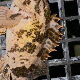 タケノコメバル