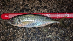 マアジの釣果