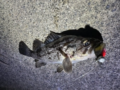 クロソイの釣果