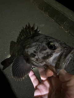 クロソイの釣果