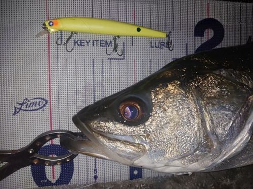 シーバスの釣果