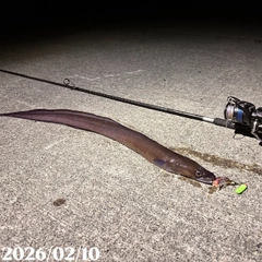 クロアナゴの釣果