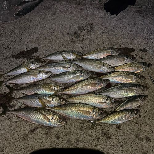 マアジの釣果