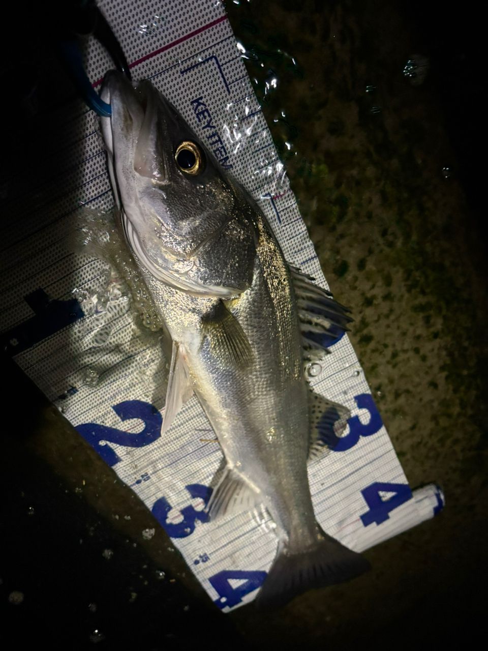 セイゴ（マルスズキ）