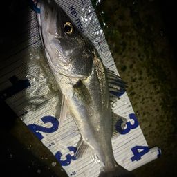 セイゴ（マルスズキ）