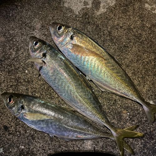 マアジの釣果